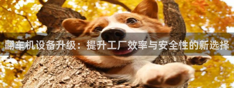 顺盈娱乐是什么意思